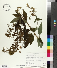 Desmodium canadense image