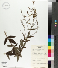 Desmodium canadense image