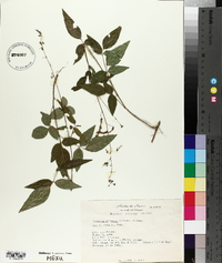 Desmodium caripense image