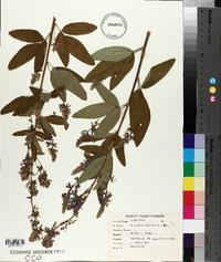 Desmodium canadense image