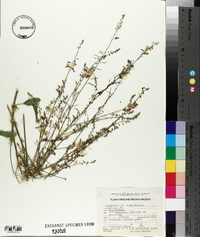 Desmodium cajanifolium image