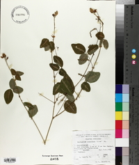 Desmodium aparines image