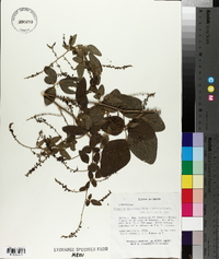 Desmodium angustatum image