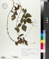 Desmodium affine image