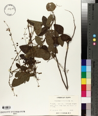 Desmodium viridiflorum image