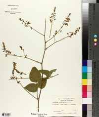 Desmodium viridiflorum image