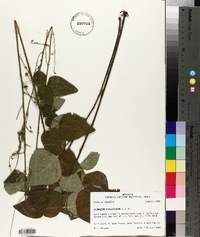 Desmodium viridiflorum image