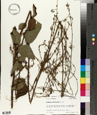 Desmodium viridiflorum image