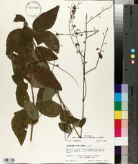 Desmodium viridiflorum image