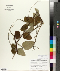 Desmodium viridiflorum image