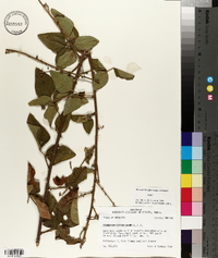 Desmodium viridiflorum image