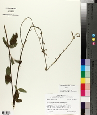 Desmodium viridiflorum image