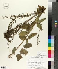 Desmodium viridiflorum image