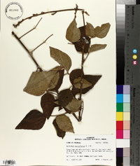 Desmodium viridiflorum image