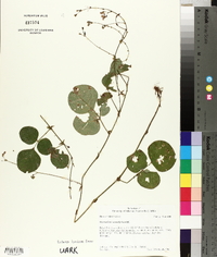 Desmodium rotundifolium image