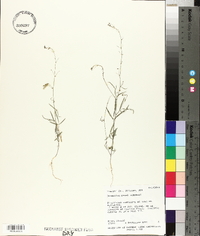 Desmodium rosei image