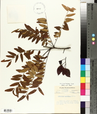 Gleditsia aquatica image