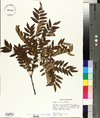 Gleditsia aquatica image