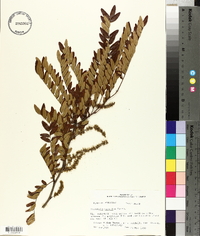 Gleditsia aquatica image