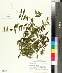 Gleditsia aquatica image