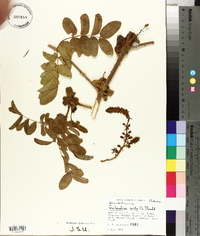 Caesalpinia bonduc image