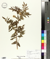 Glycyrrhiza lepidota image