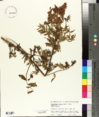 Glycyrrhiza lepidota image