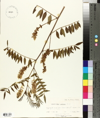 Glycyrrhiza lepidota image