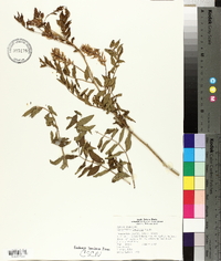 Glycyrrhiza lepidota image