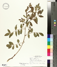 Glycyrrhiza lepidota image