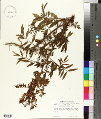 Glycyrrhiza lepidota image