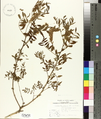 Glycyrrhiza lepidota image