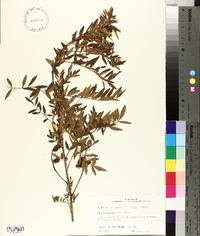 Glycyrrhiza lepidota image