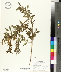 Glycyrrhiza lepidota image