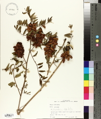 Glycyrrhiza lepidota image