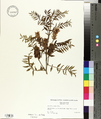 Glycyrrhiza lepidota image