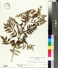 Glycyrrhiza lepidota image