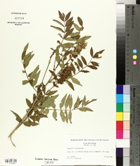 Glycyrrhiza lepidota image