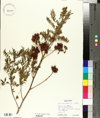 Glycyrrhiza lepidota image