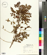 Glycyrrhiza lepidota image