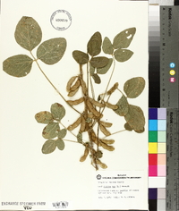 Glycine max image