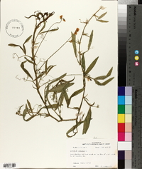 Lathyrus hirsutus image