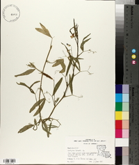 Lathyrus hirsutus image