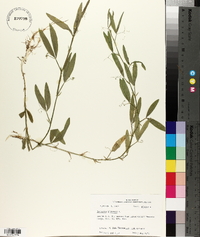 Lathyrus hirsutus image