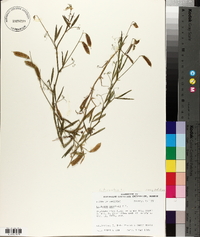 Lathyrus pusillus image