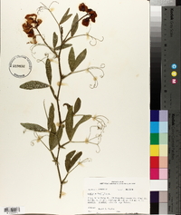 Lathyrus latifolius image