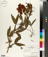 Lathyrus latifolius image