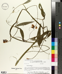 Lathyrus latifolius image