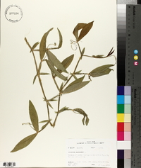 Lathyrus latifolius image