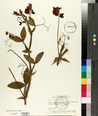 Lathyrus latifolius image